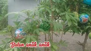 Mencari dan menemukan bola basket d atas pohon mangga,,,,,,