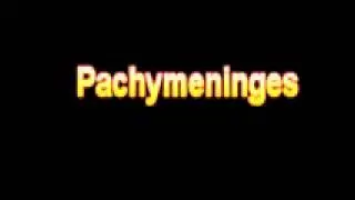 What Is The Definition Of Pachymeninges Medical School Terminology Dictionary