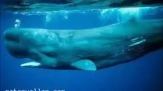 En Derine Dalabilen Balık Hangisidir