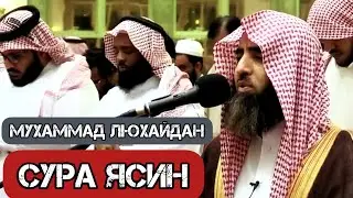 Сура Ясин Мухаммад Люхайдан #ясин #يس #قرآن