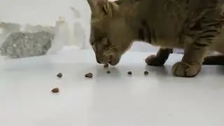 Slow motion cat