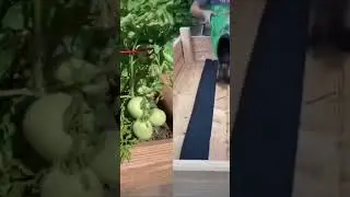 GARDEN DUET WITH