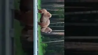 Верблюд на трассе Новосибирск-Барнаул в Алтайском крае