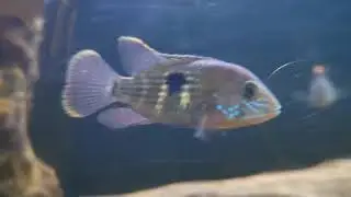 American Cichlid Community