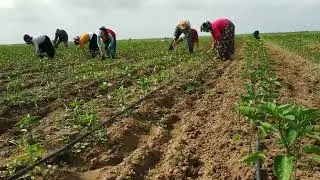 One pickaxe is better than two fertilizers.  The process of digging pepper land.  pepper cultivation