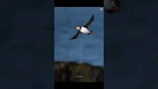 Puffins hunting  May 2024   #puffins Nur Ismail Mohammed All the way to see this little birds🥰