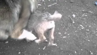 Слабонервным не смотреть!!!!!!Жесть!!! Кавказская овчарка истерзала щенка