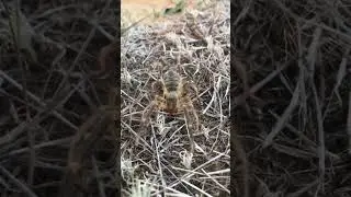 The most unusual spider in the world. #shorts