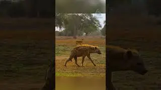Leopard and hyena versus impala.
