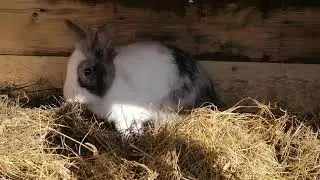 Клетка для декоративного кролика.