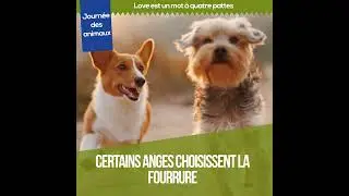 Journée nationale de l'animal de compagnie. Abonnes toi pour de l'actu et du business en ligne...
