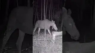 Тайная жизнь леса