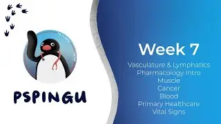 Sem 1  Week 7 Content + Week 5/6 Quiz