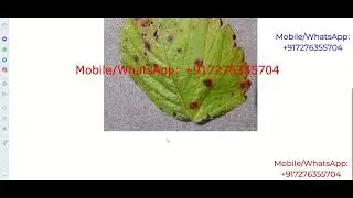 Plant Leaf Disease Identification Using Image Processing | Python Project With Source Code