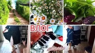 ВЛОГ🌞 Мой первый урожай🧐  ЛОПУХИ гиганты😂 Перебираю летний гардероб🍀