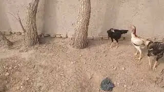 котилар, учта, экан. фарход. 1