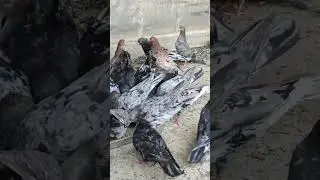Бакинские мраморные тел 89064759218(молодëж на продажу)