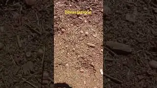raccolti di nocciole devastati dalle bombe d'acqua cadute nella Tuscia ...il 7 /9 /2024....