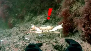 Exploring abandoned harbor - Crab attack | Underwater Drone (Fifish v6s)