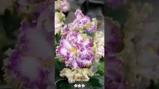 Выставка фиалок в Кемерово(Анонс)