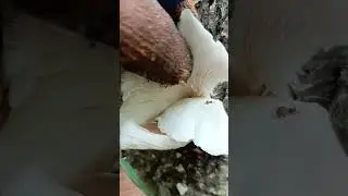 Вешенка лёгочная