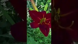Очень красивый лилейник