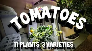 INDOOR TOMATOES SPRING UPDATE