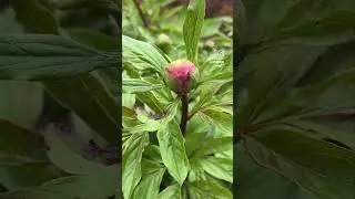 Bloomcast Update Episode 1 - Peony Garden #shorts #travel