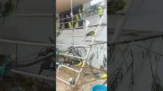Budgerigars in ths flight from Daniel Lutolf #budgie #budgies #viral #muhabet #periquito