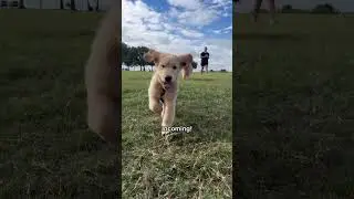 My dog meets a puppy