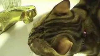 Bengals in the sink