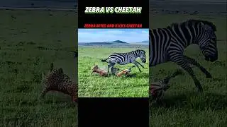 zebra vs cheetah 
