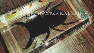 Рогач-титан (Dorcus titanus) [членистоногие]