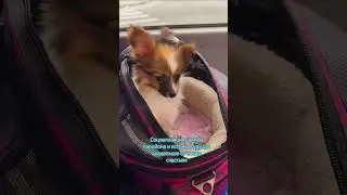 #папийон #papillondog
