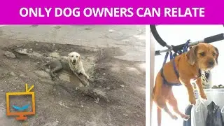 Only the BEST dog owners will relate to these snapchats