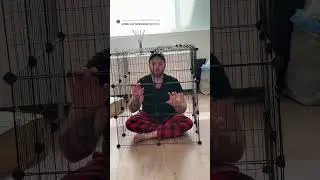 Cat moooooooooooode