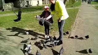 Голубь - птица Мира!