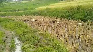 Paano ba nakakatolong Ang itik sa palayan natin.