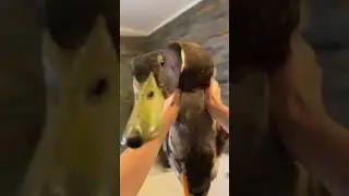 Утка