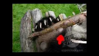 Evolution of Pandas