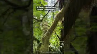 Visit North Canyon Day Use Area at Silver Falls State Park
