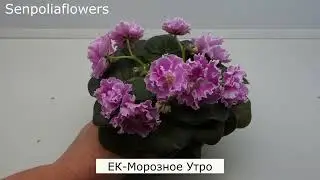 Цветущие фиалки из коллекции Голубевой Татьяны на 23.05.2024