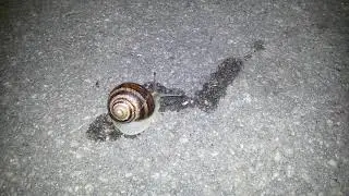 Snail 🐌💓💝 - an evening walk through the stone jungle of the city...