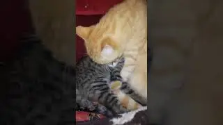 какие милые🥰