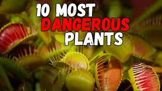 What are the 10 most dangerous plants on the planet? Trend It