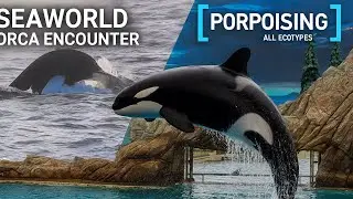 SeaWorld Orca Encounter 2025 | Amazing Killer Whale Show with Jumps, Splashes & Tricks