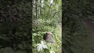 Вы знали? Дубы в Сибири.