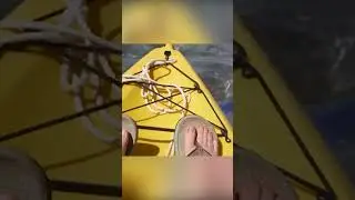 What kind of fish is this - Herring King