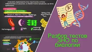 Разбор тестов ЗНО по биологии • самые частые тесты по клетке•
