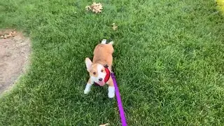 Corgi Puppy Refuses to Walk